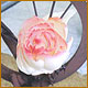]| Choc.Showpiece |[